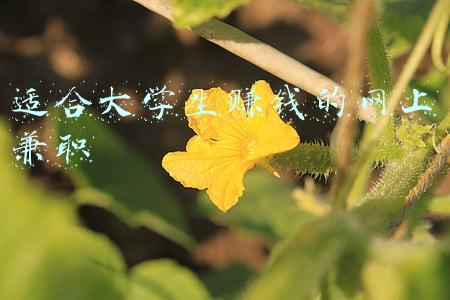 适合在校大学生的网上兼职(有哪些适合大学生做的日入三四十元的网上兼职？)
