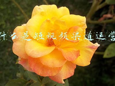 什么是短视频渠道运营
