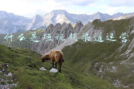 什么是短视频渠道运营