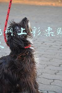 2018网上彩票赚钱团队
