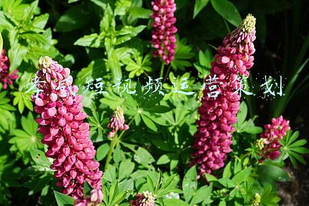 孝感短视频运营策划