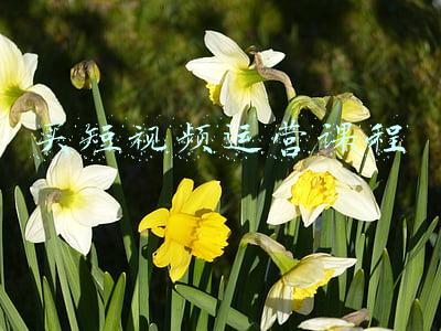 买短视频运营课程