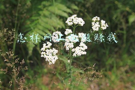 怎样网上做题赚钱