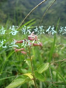 传智播客新媒体短视频运营就业班
