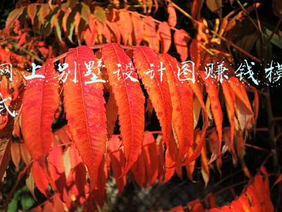 网上学习平面设计(自学平面设计视频教程！软件基础篇(PS AI CDR C4D ID))