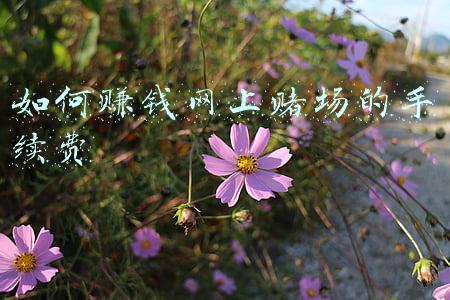 如何赚钱网上赌场的手续费