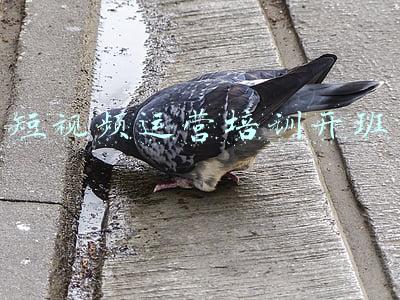 短视频运营培训开班