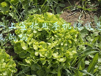 网上宣称用手机赚钱是真的吗