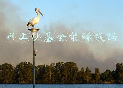网上炒基金能赚钱吗