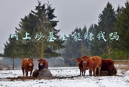 如何炒基金新手入门(新手如何买基？买这三只基金就够了)
