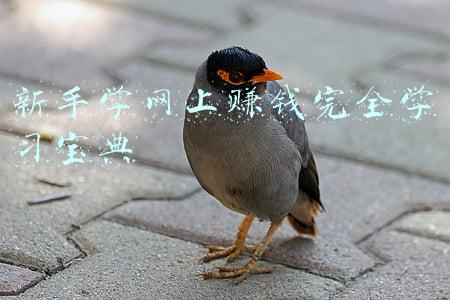 赚钱新手入门(简单有效的自媒体新手赚钱方法，还不会做自媒体的朋友，记得收藏)