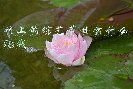 综艺节目靠什么挣钱(靠倒卖选秀节目拉票饮料赚钱，她诈骗多人100万元)