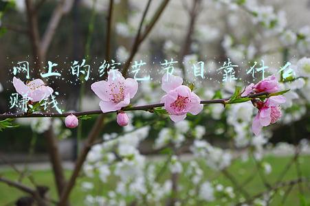 综艺是怎么赚钱的(烂综艺靠什么赚钱？)