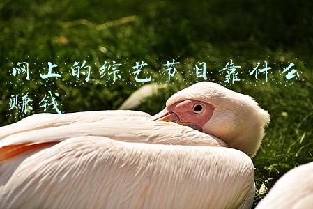 综艺赚钱还是电视剧赚钱(明星收入来源大探秘)