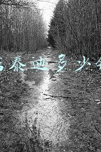 泰迪能卖多少钱一只：卖泰迪狗多少钱一只