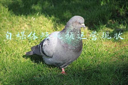 自媒体短视频剪辑软件(不会短视频剪辑怎么办？6大自媒体短视频剪辑软件，免费送给你！)