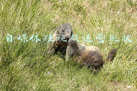 自媒体短视频怎么制作(自媒体新手想做短视频 但是苦于不会制作怎么办 这几招帮你解决)