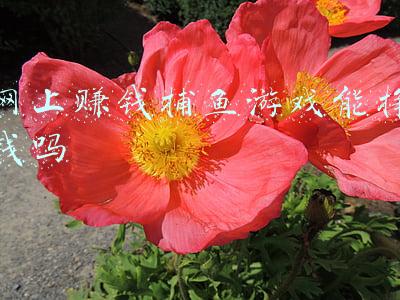 网上赚钱捕鱼游戏能挣钱吗