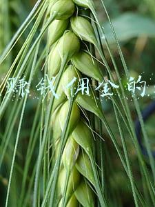 网上赚钱佣金的软件