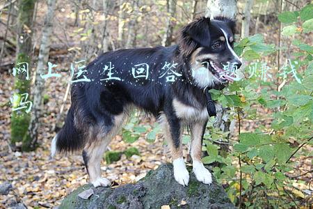 网上医生回答问题赚钱吗