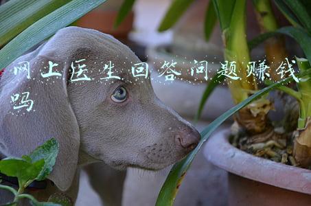网上医生回答问题赚钱吗