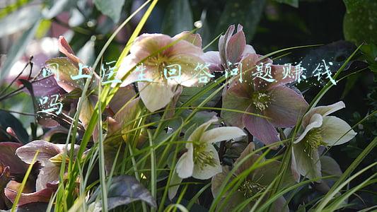 网上医生回答问题赚钱吗