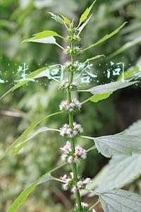 网上医生回答问题赚钱吗