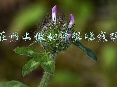 在网上做翻译很赚钱吗