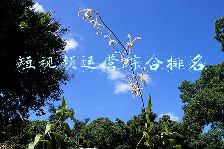 短视频运营综合排名