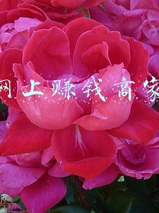 赚钱商家列表(这么多便利店，赚钱的究竟有几家？)