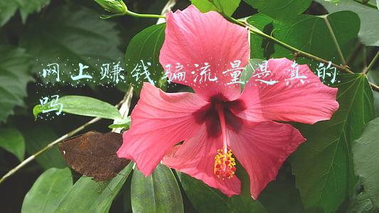 网上赚钱骗流量是真的吗