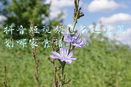 抖音短视频怎么运营策划哪家靠谱