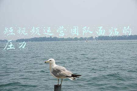 短视频运营团队架构(企业私域运营的基本架构)