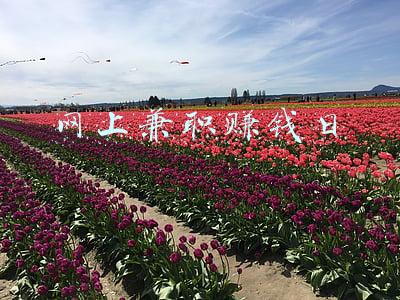 网上兼职赚钱日