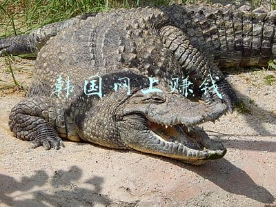 韩国网上购物网站(干货贴！韩国电商参考网站哪里找？)