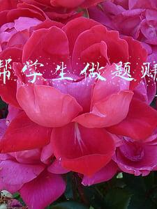 网上帮学生做题赚钱的软件