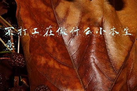 不打工在做什么小本生意