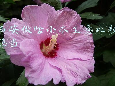 西安做啥小本生意比较稳当
