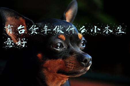 有台货车做什么小本生意好