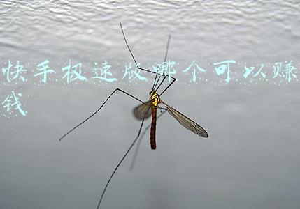 快手极速版哪里填邀请码(如何填快手极速版邀请码)