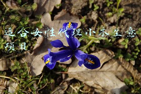 适合女性代理小本生意项目