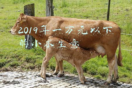 2019年一万元以下的小本生意