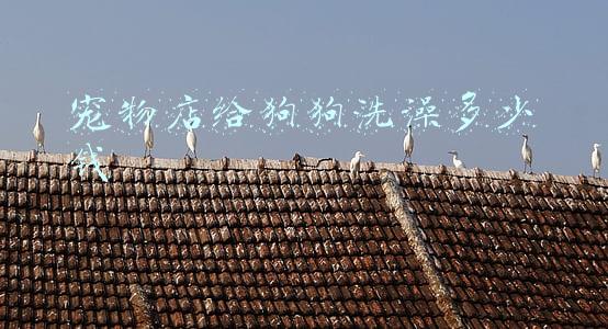 宠物店给狗狗洗澡多少钱