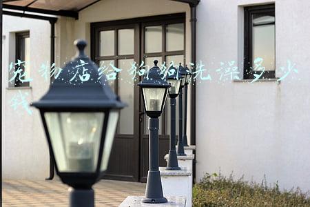 给狗狗洗澡多少钱在宠物店（狗狗去店里洗澡多少钱）