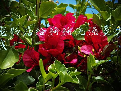 狗狗放宠物店寄养一个月后还会认识主人吗-狗狗放宠物店寄养