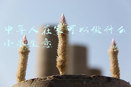 中年人在家可以做什么小本生意