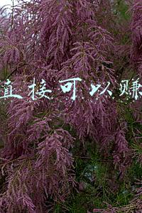 快手直接可以赚钱么
