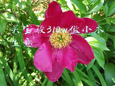 买宝骏310w做小本生意