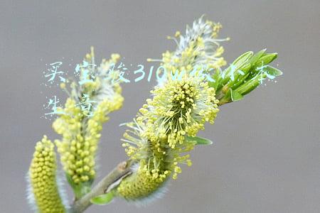 买宝骏310w做小本生意