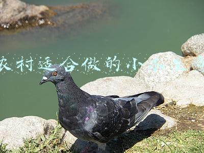 农村适合做的小本生意